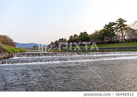 The path of half trees-cherry blossoms The path of half trees-cherry blossoms 36498912