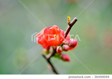 Blurred flowers Blurred flowers 36499094