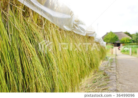Rice harvest Rice harvest 36499096
