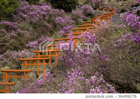 Photographs taken at Miyakoshi, Kyoto Prefecture, Isozaki Inari Shrine and Mitsuba Azalea 36499276