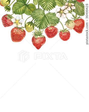Vertical banners with ripe red berry strawberry on 36499428