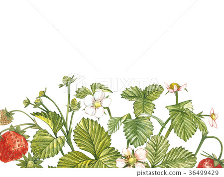 Horizontal banners with ripe red berry strawberry 36499429