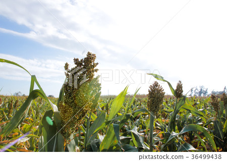 Golden Gate 36499438