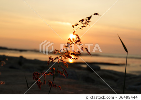 金門夕陽 金門夕陽 36499444