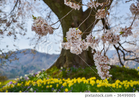 山梨縣wanizuka尼崎市的櫻花 照片素材 圖片 圖庫