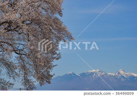 Cherry blossoms at Wanizuka Amagasaki City, Yamanashi Prefecture 36499809