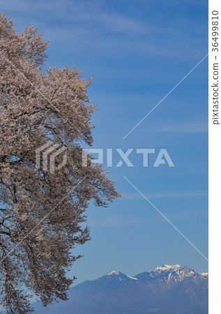 Cherry blossoms at Wanizuka Amagasaki City, Yamanashi Prefecture 36499810