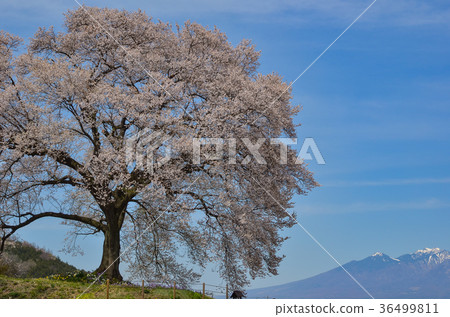 Cherry blossoms at Wanizuka Amagasaki City, Yamanashi Prefecture 36499811
