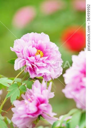 紫色按鈕 紫色按鈕 36499992