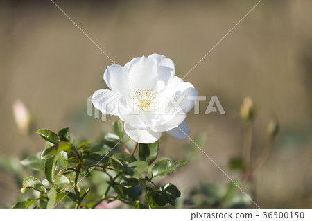 不祥的市民花床白玫瑰， 36500150