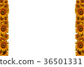 Photo of sunflowers arranged to make borders 36501331