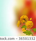Chrysanthemum flower  36501332