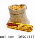 Bag of corn kernels and a corn ear 36501335