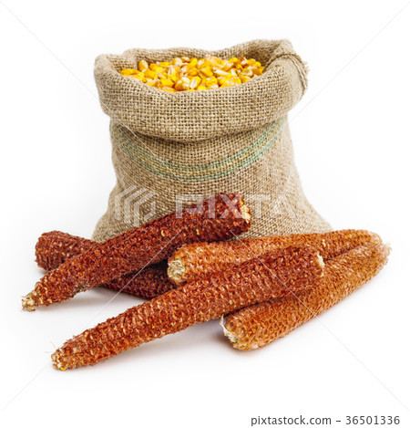 Bag of corn kernels with corn cobs in front 36501336