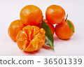 Tangerines 36501339