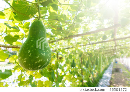 Bottle gourd (Lagenaria siceraria Standl.) 36501372