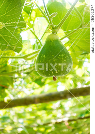 young bottle gourd (Lagenaria siceraria Standl.) 36501374