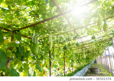 Bottle gourd (Lagenaria siceraria Standl.) 36501378