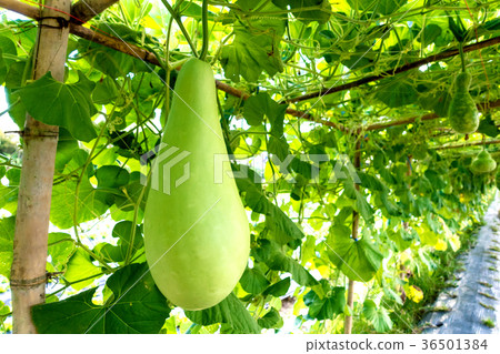 Bottle gourd (Lagenaria siceraria Standl.) 36501384