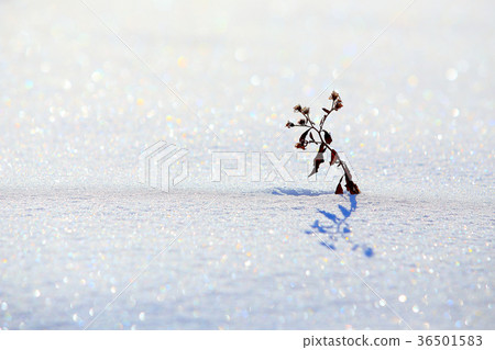 早上下雪的表面 36501583