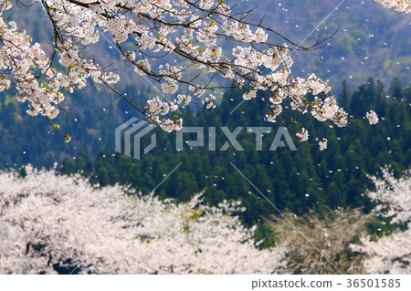 Sakura Snowstorm Sakura Snowstorm 36501585