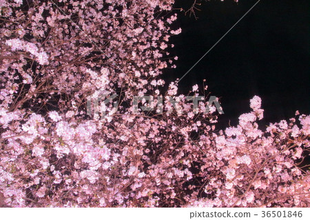 Shukuen Garden Night Cherry Blossom 36501846