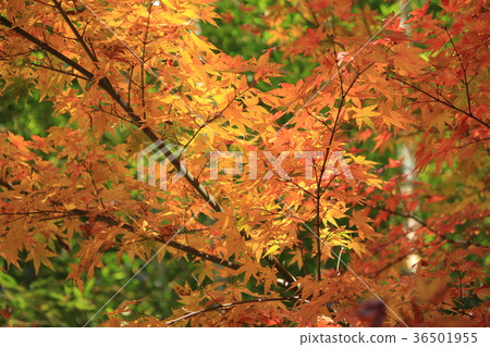 Autumn leaves 36501955