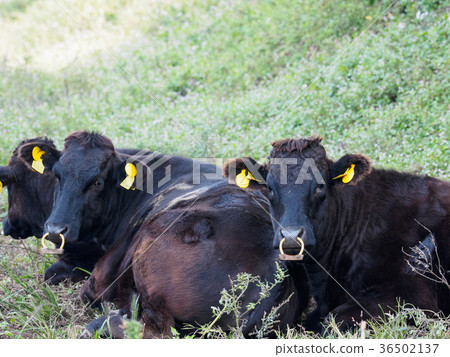 在Tango Amanohashidate的高原高原Oeyama準國家公園一個高原度假勝地，在那裡你可以遇見動物 36502137