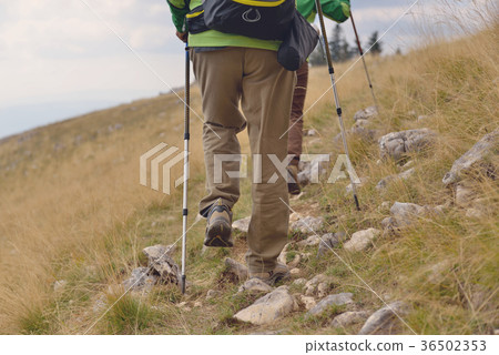 Young hikers walking with trekking poles Young hikers walking with trekking poles 36502353