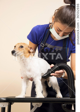 The groomer uses a hair dryer to dry dog. The groomer uses a hair dryer to dry dog. 36502698