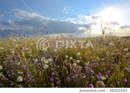 Field of wonderful flowers 36502859