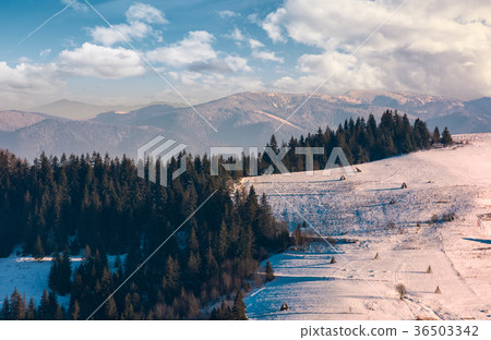 beautiful countryside with conifer forest 36503342