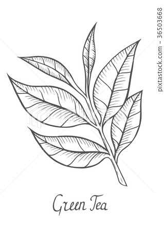 插图素材: green tea plant, leaf.