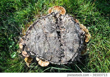 Cut tree and mushrooms 36503713
