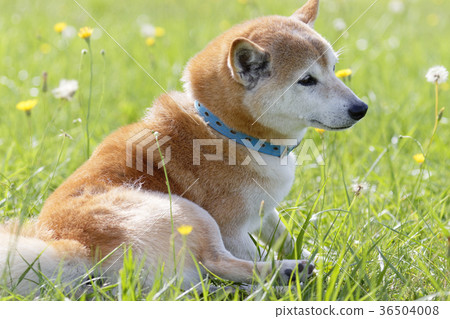 Shiba Inu playing in the field 36504008