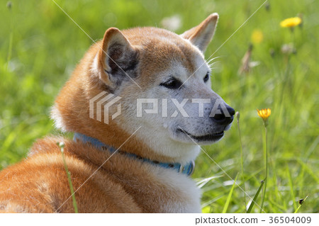 Shiba Inu playing in the field 36504009