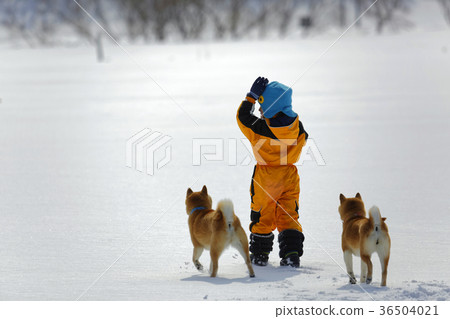 Boy playing with Shiba Inu Boy playing with Shiba Inu 36504021