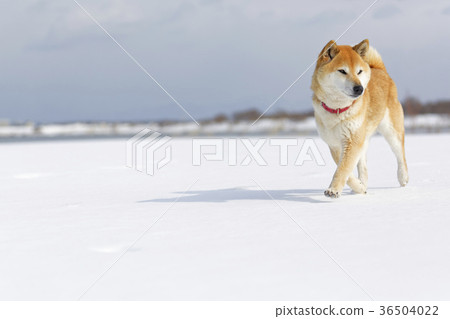 Shiba Inu在冬天 Shiba Inu在冬天 36504022