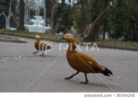 Ogar red duck walks asvalte 36504208