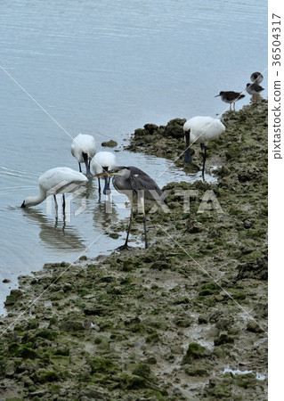 Miyakojima / wild bird of tideland Miyakojima / wild bird of tideland 36504317