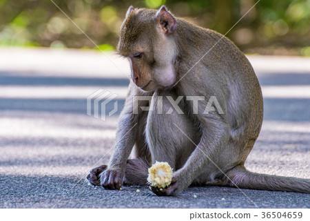 Monkey eating corn 36504659