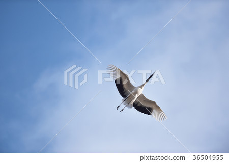 Blue sky and Tanzuru Tsuru (Hokkaido · Tsurui) 36504955