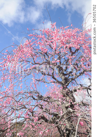 在Suzuka no Mori花園的Uza ume 36505702