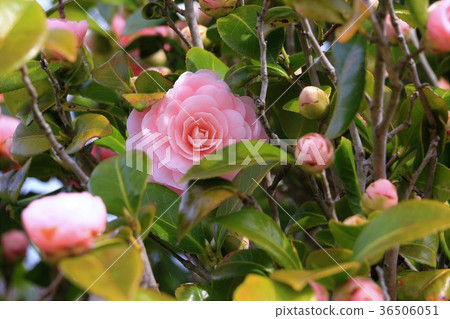 Pink camellia flowers 36506051