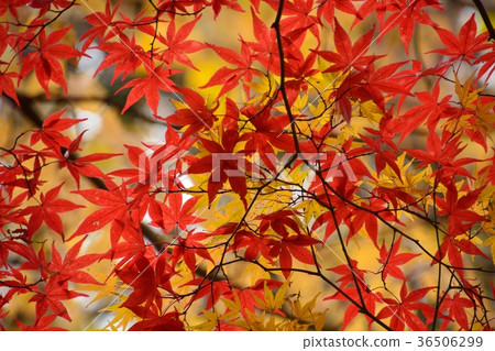 Autumn leaves of autumn Autumn leaves of autumn 36506299