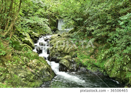 本草瀑布 36506465