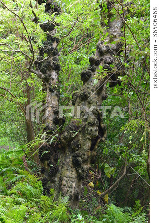 樹 36506468