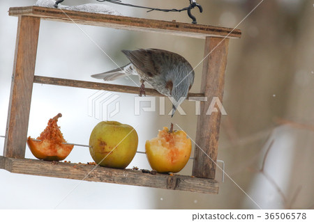 Brown Eared Brown Eared Bulbul Stock Photo 36506578 Pixta