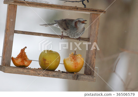 Brown eared Brown eared bulbul Brown eared Brown eared bulbul 36506579
