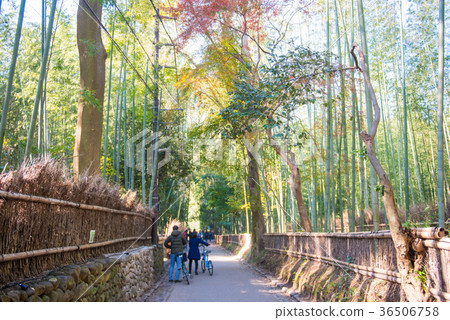 Tourists walking path through the bamboo forest Tourists walking path through the bamboo forest 36506758